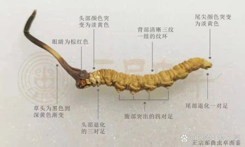 桃金娘油肠溶胶囊替代药-桃金娘油肠溶胶囊和什么药一起吃网 - 为你提供桃金娘油肠溶胶囊饭前吃还是饭后吃、桃金娘油肠溶胶囊和什么药一起吃效果好